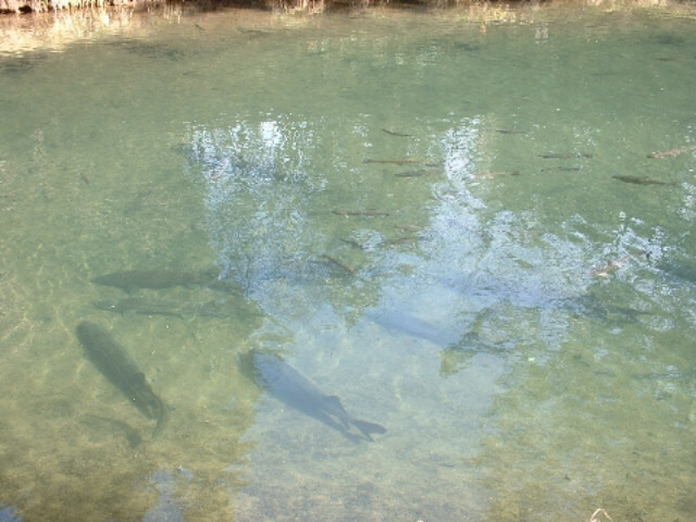 Some of the fish